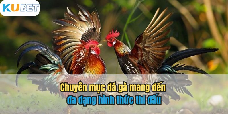 Chuyên mục đá gà mang đến đa dạng hình thức thi đấu